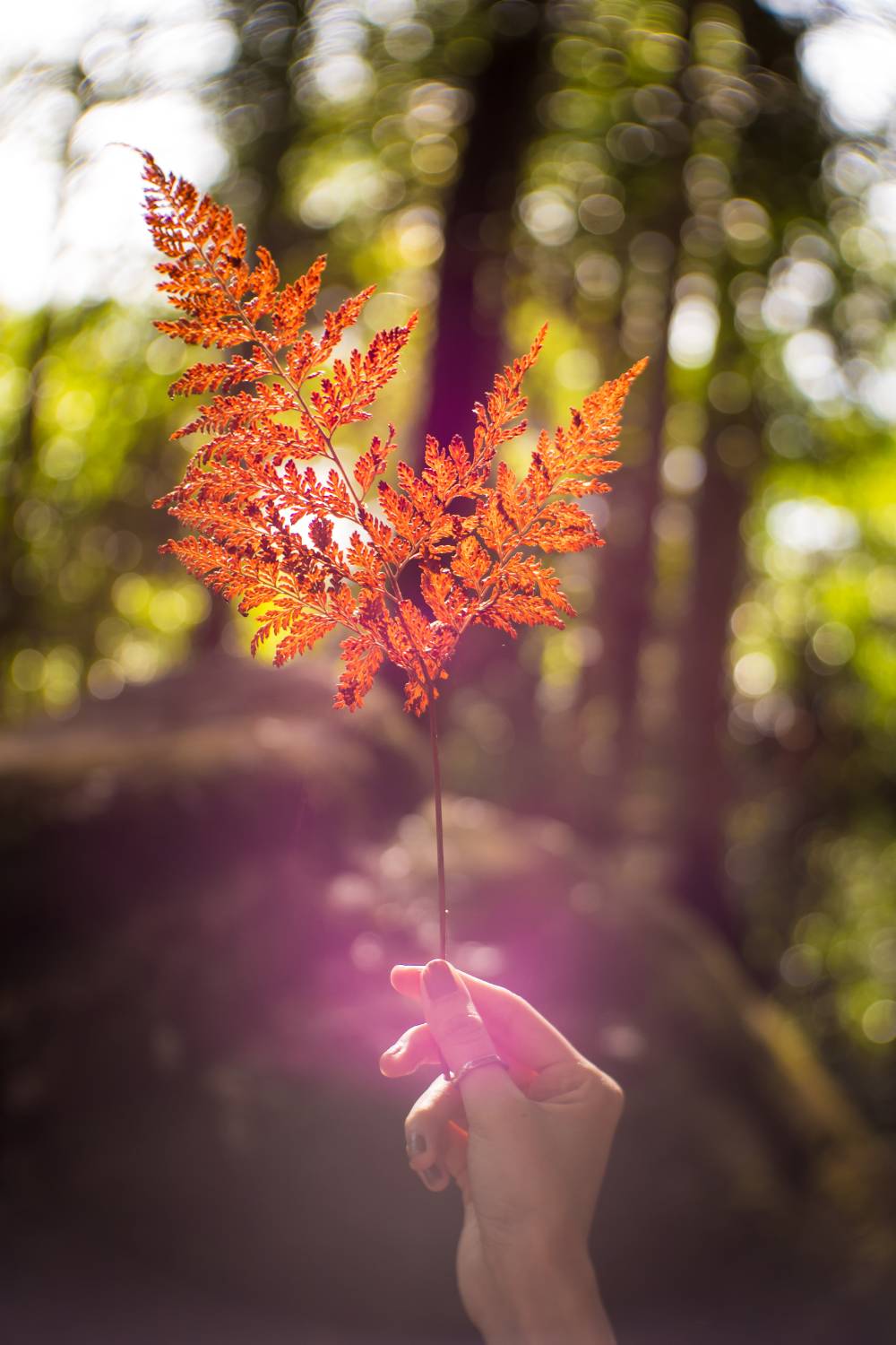Hand holding red leaf with green forest background. 