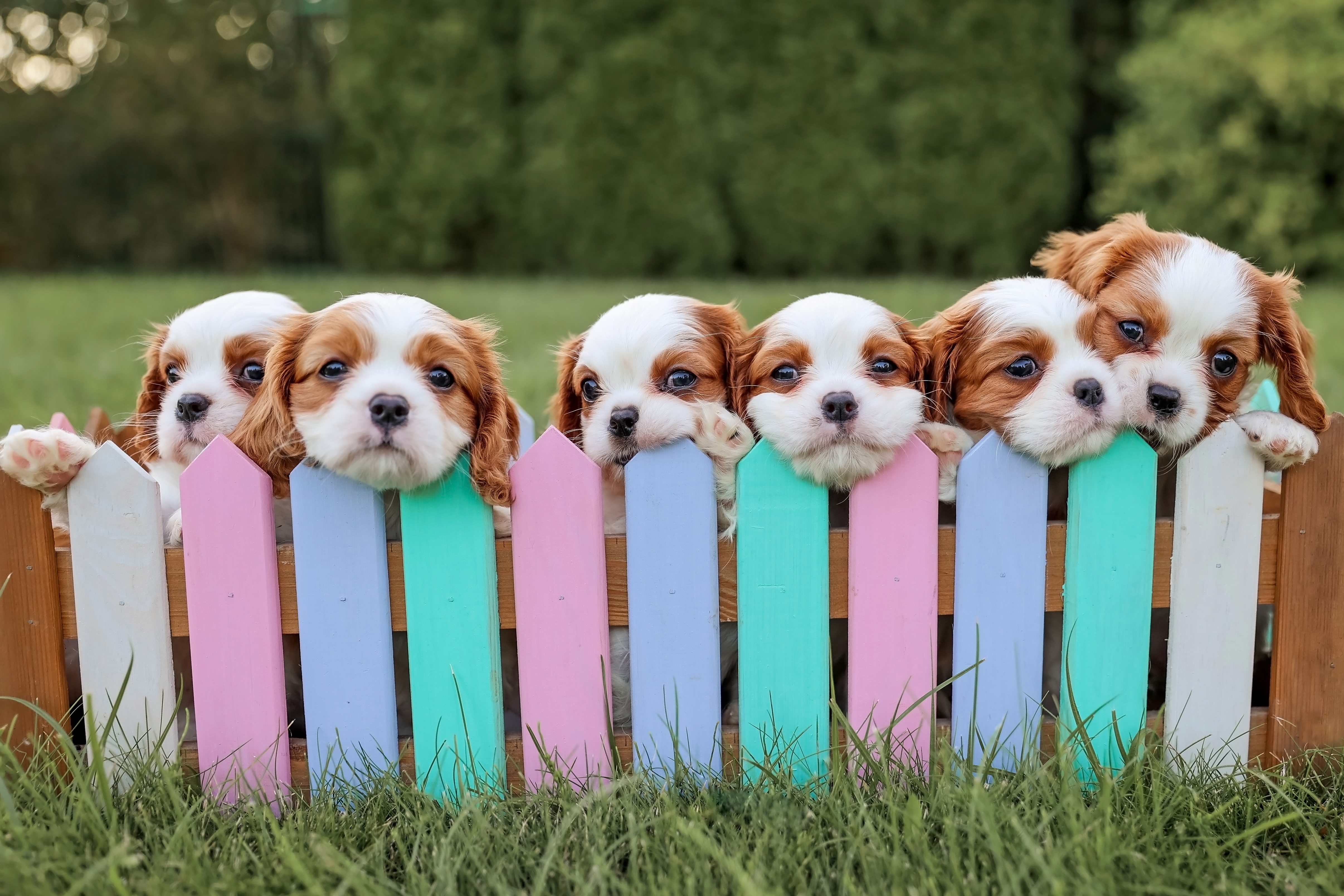 Six King Charles spaniels' heads sticking up over multi-colored picket fence