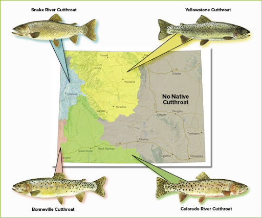 A Wyoming map of areas the cutthroat trout live. 