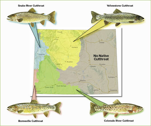 Fish Facts: Colorado River Cutthroat Trout (Oncorhyncus clarkii