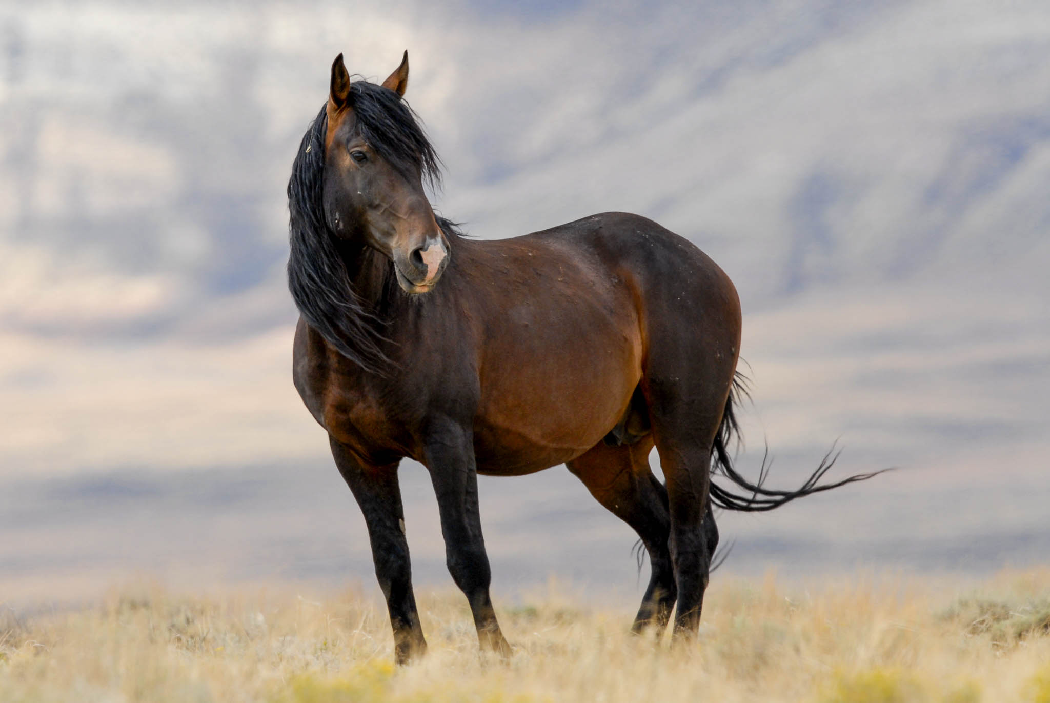 Wild Horses Mustang